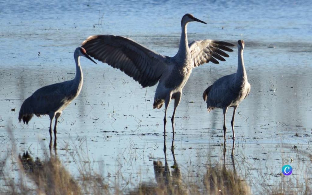 Natuurspektakel van meer dan 200.000 kraanvogels is te zien in Aragón