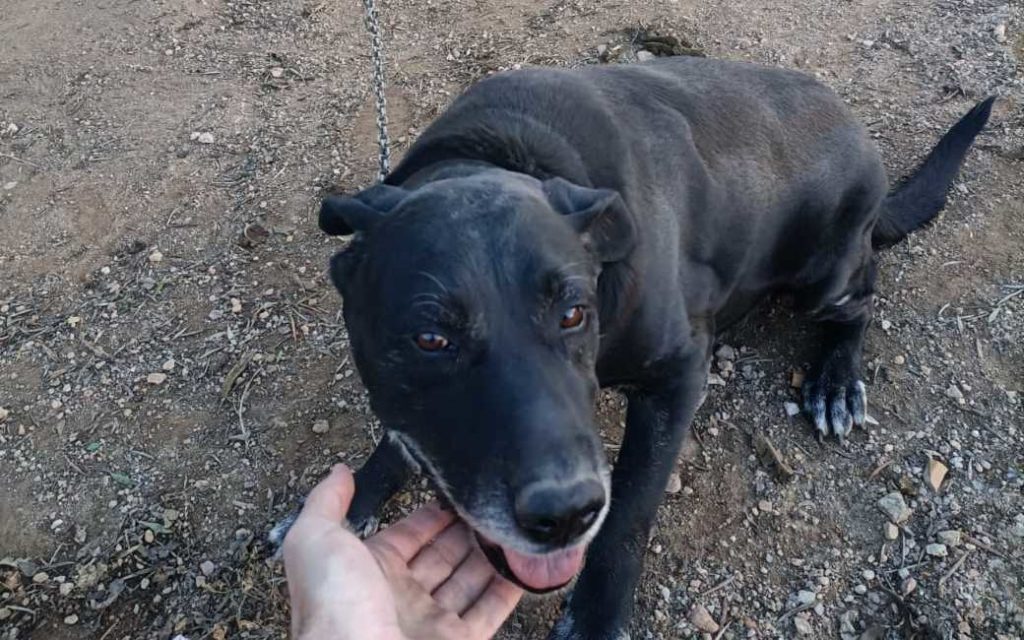 De politie bevrijdt een hond die tien jaar aan een ketting was vastgebonden op Mallorca