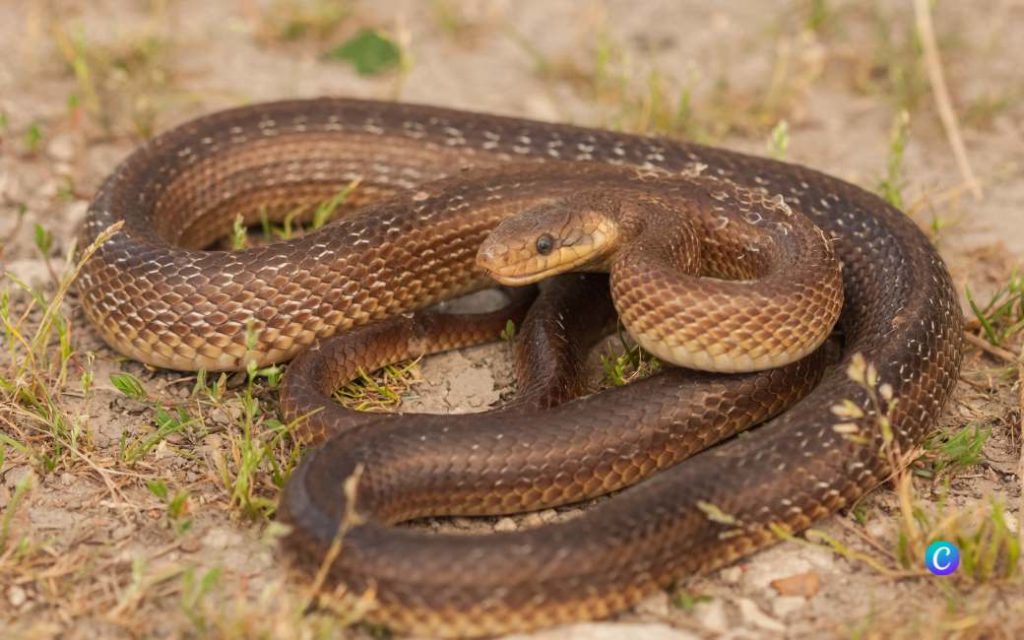 Verbod op import van olijfbomen op Balearen eilanden om slangen te weren