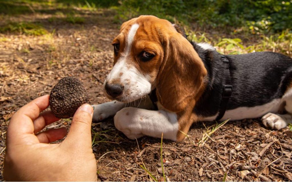 Veertig honden gaan met elkaar in competitie op het nationale truffel toernooi