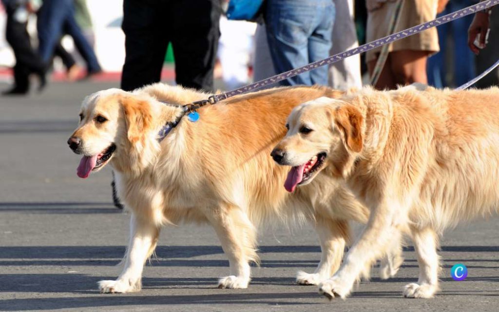 Bijna 700 honden doen mee met eerste massale hondenwandeling in Zaragoza