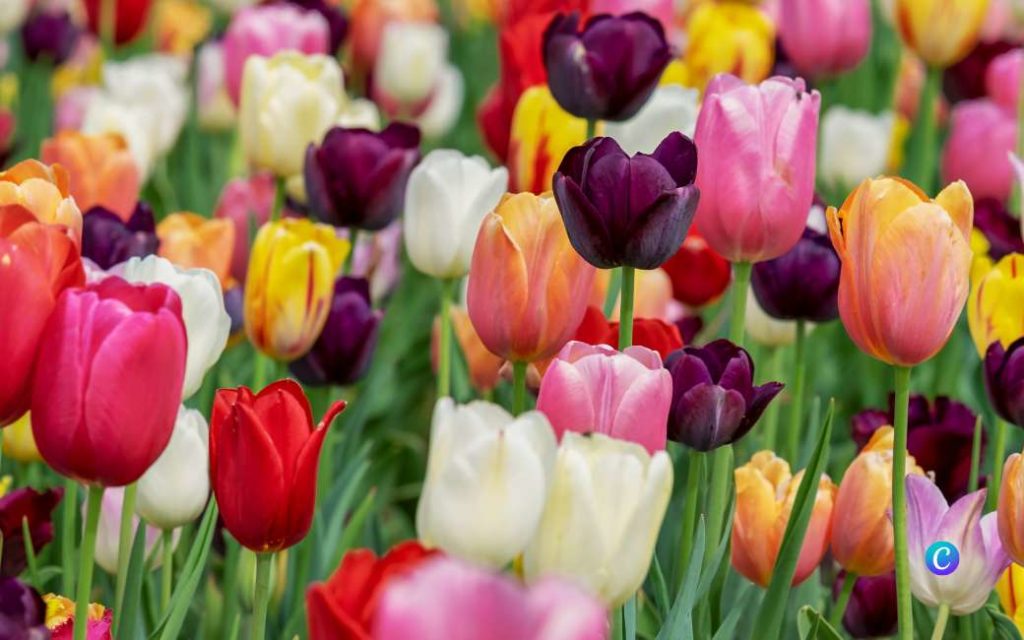 Zaragoza is voor even een kleine Keukenhof met 165.000 bloeiende tulpen