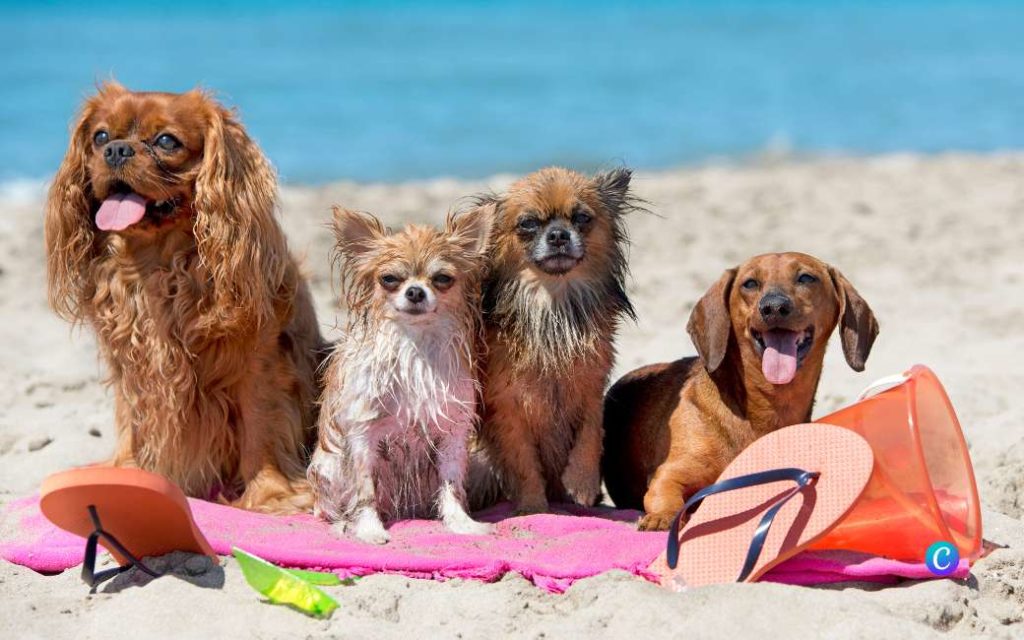 Badplaats Salou aan de Costa Dorada is nu ook pet-friendly