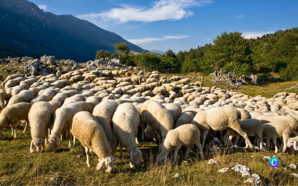 Herder met 80 jaar dienst houdt nog steeds stand in de Sierra de Guara in Huesca