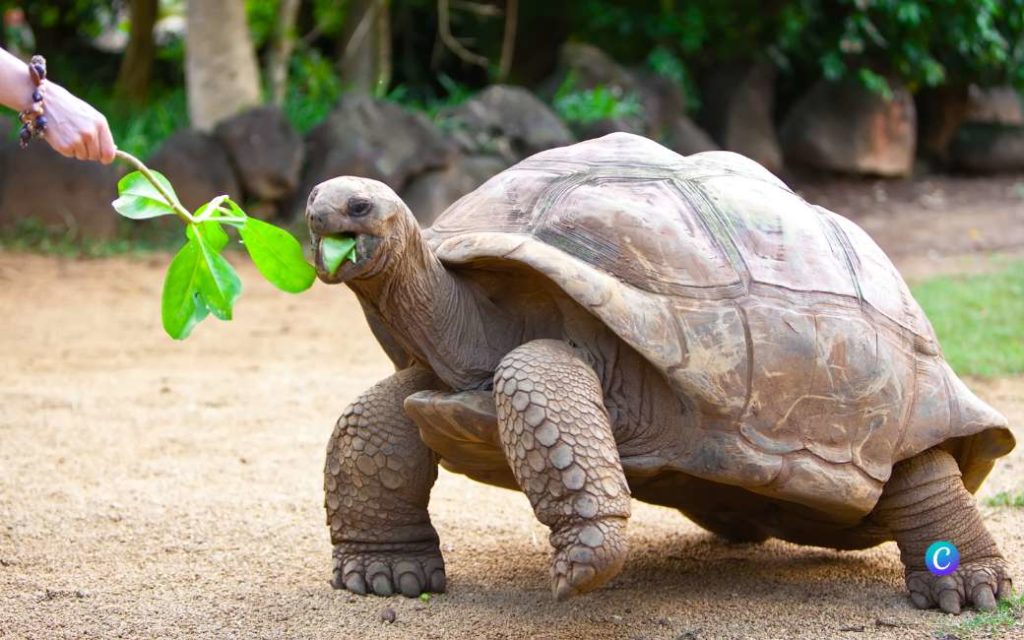 De grootste schildpadden ter wereld zijn nu in Valencia te zien