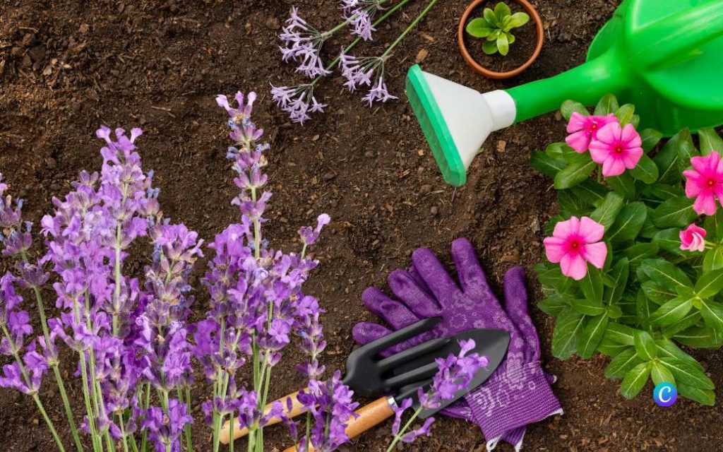 Welke planten of bloemen plant je met de droogte in Spanje?