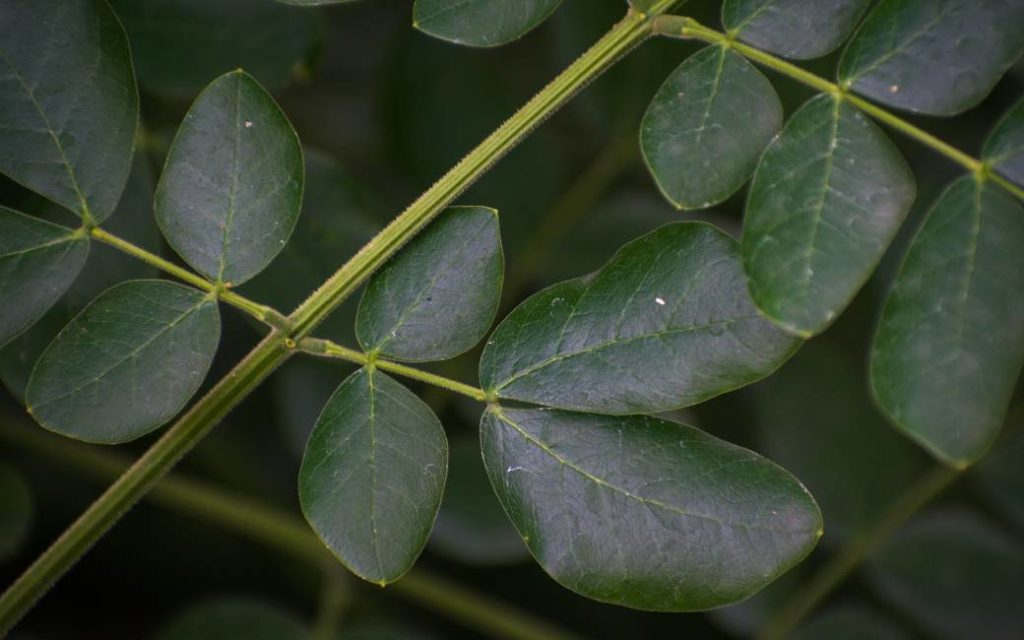 Zijn kunstplanten ook geschikt om te gebruiken in Spanje?