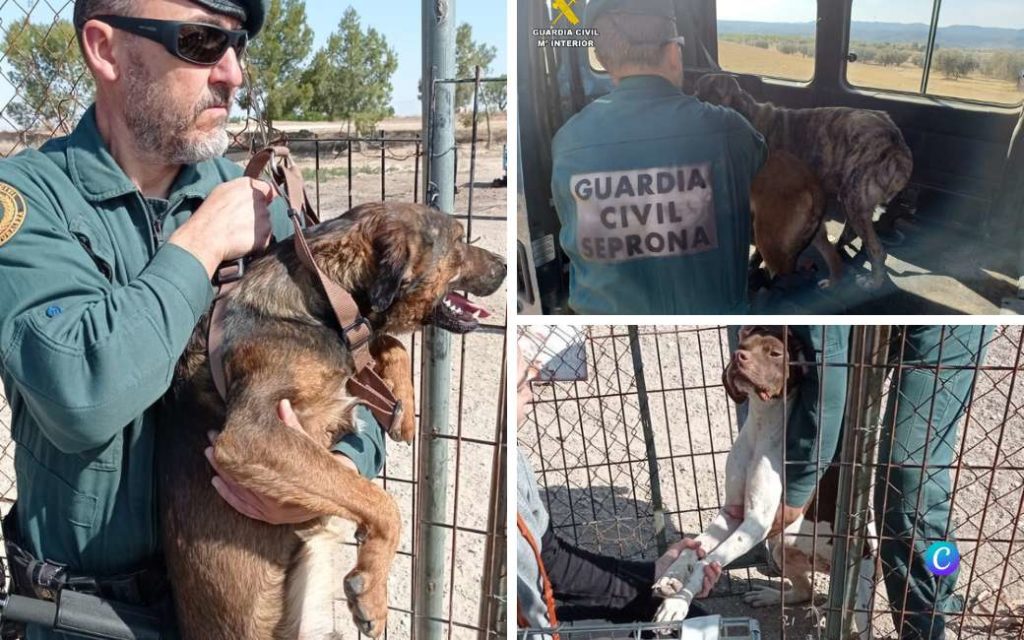 Politie vindt bij boerderij in Teruel 120 verwaarloosde honden zonder water of eten