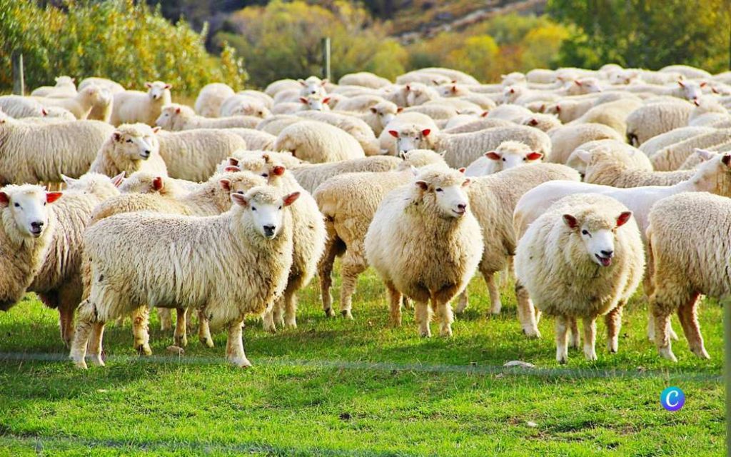 1.400 brandweerlieden en duizenden schapen tegen bosbranden Canarische Eilanden