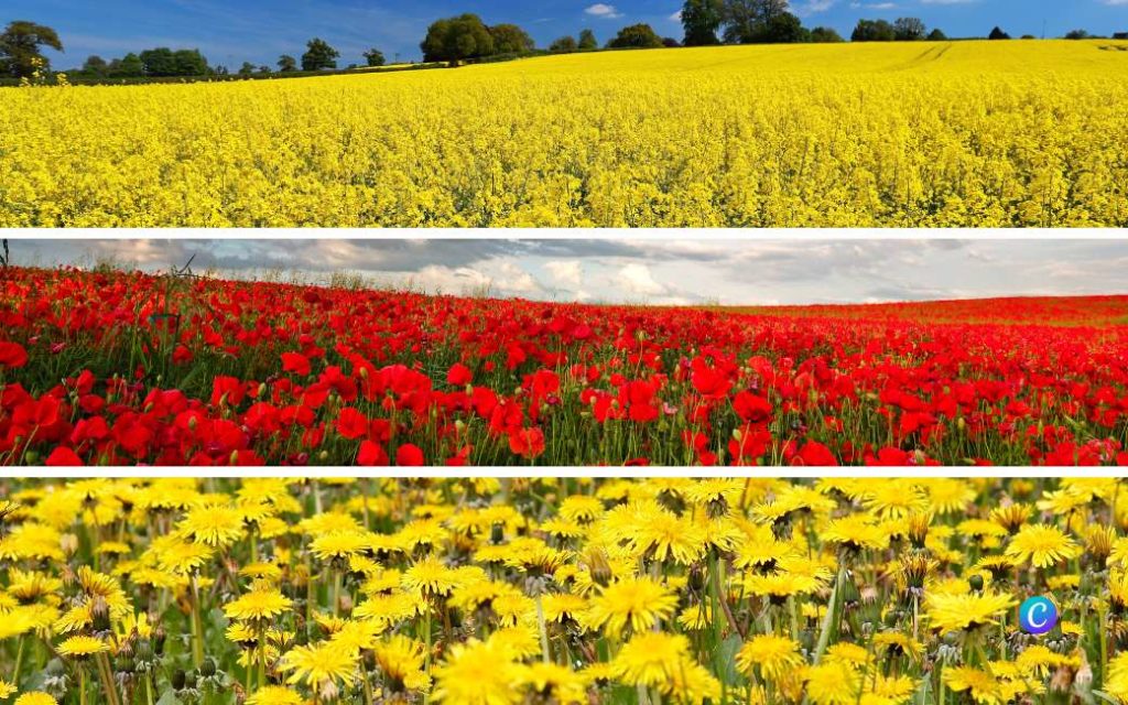 Spanje is rood en geel gekleurd met klaprozen, koolzaad en paardenbloemen