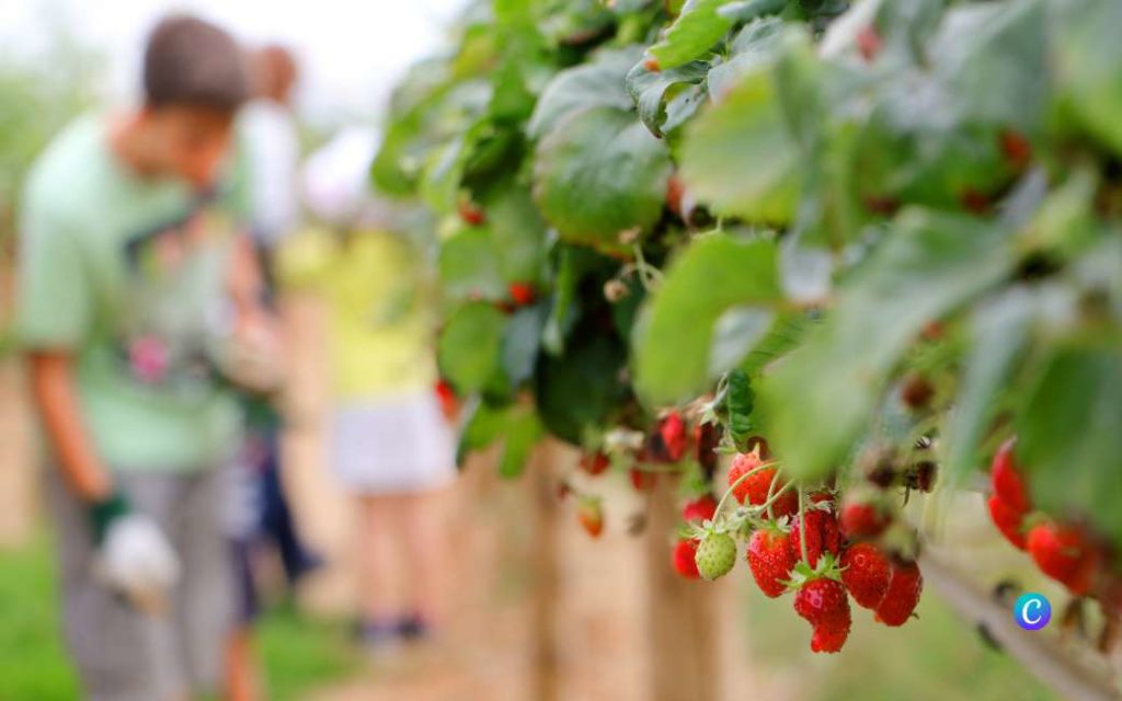 Worden de aardbeien uit Huelva geplukt door uitgebuite werknemers?