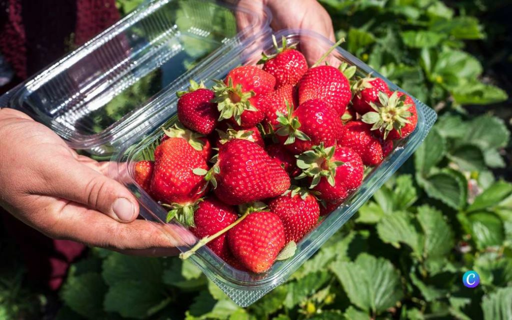 Duitse campagne tegen Spaanse aardbeien uit bedreigd Doñana natuurgebied