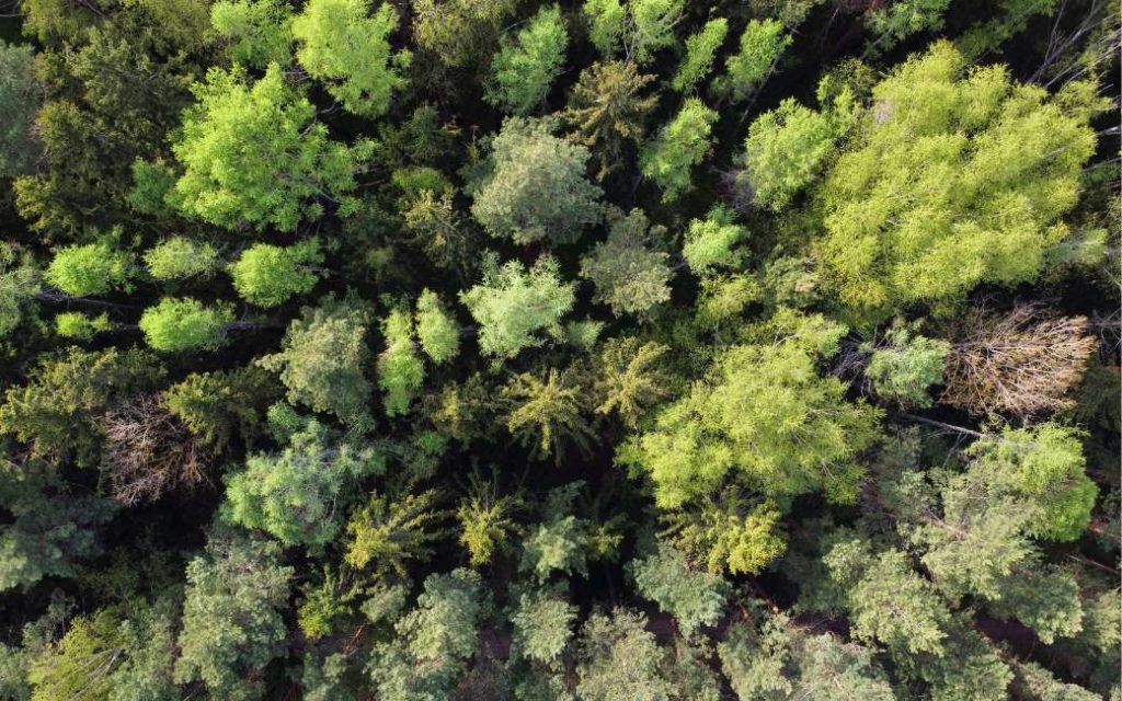 Spanje is Europa’s tweede meest beboste land maar veel bos wordt bedreigd