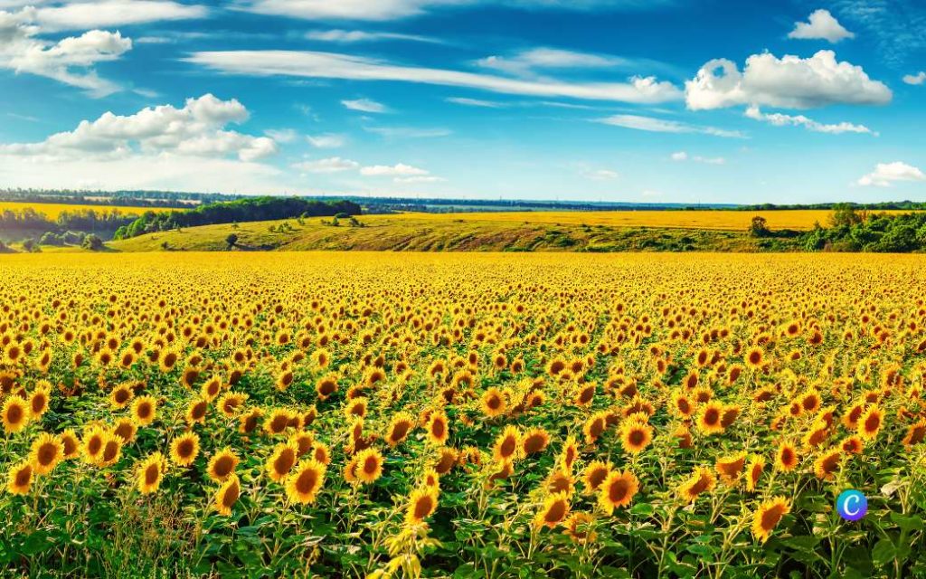 Meer zonnebloemen verwacht in Spanje en wereldwijd