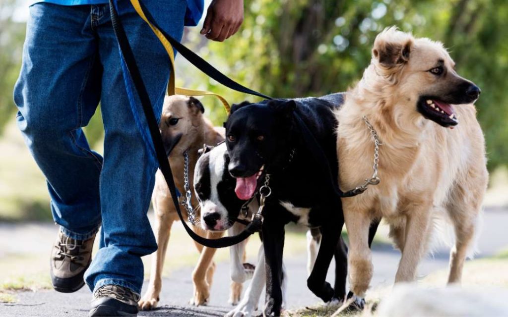 Wist je dat er een dorp in Spanje is waar bijna meer honden dan mensen wonen?