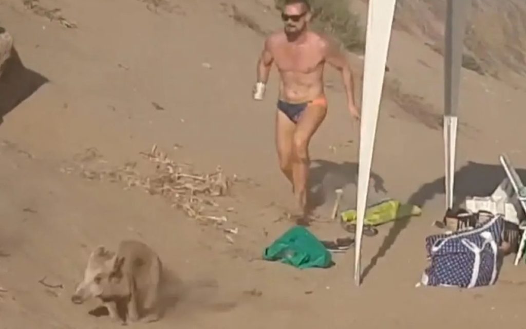 Kudde wilde zwijnen op het strand van Marbella