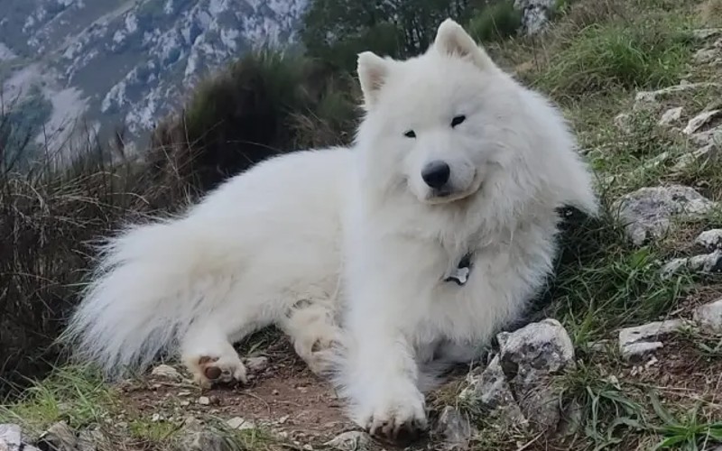Zoektocht in de Pyreneeën naar de vermiste hond Lleó