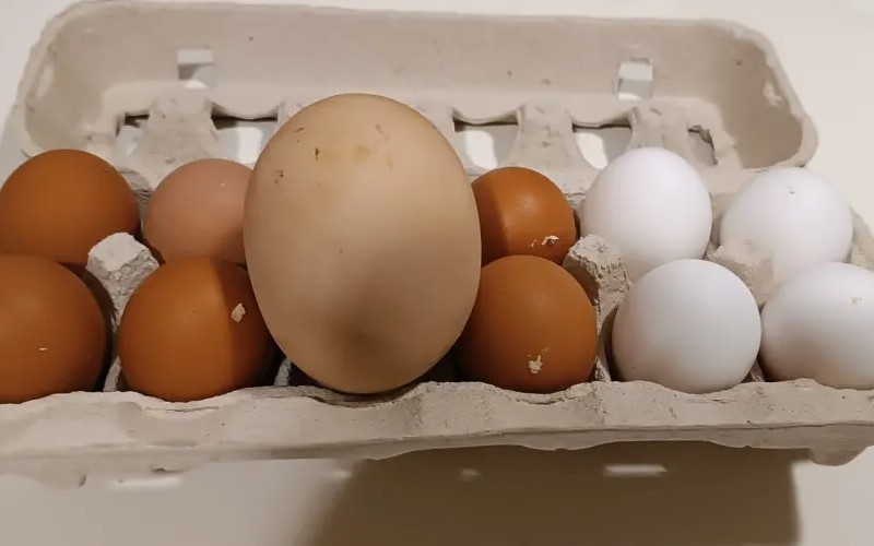 Koppel vindt een gigantisch ei in hun kippenhok in Zaragoza