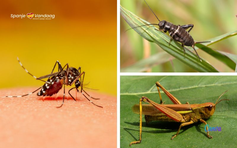 Insectenplagen in Spanje: tijgermuggen in Valencia en sprinkhanen en krekels in Málaga