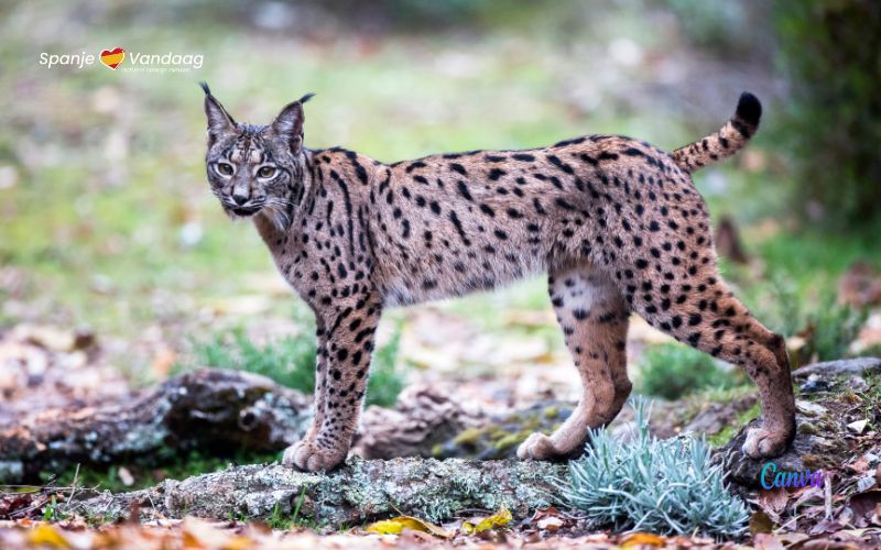 De Iberische Lynx is van een bedreigde naar een kwetsbare diersoort gegaan in Spanje