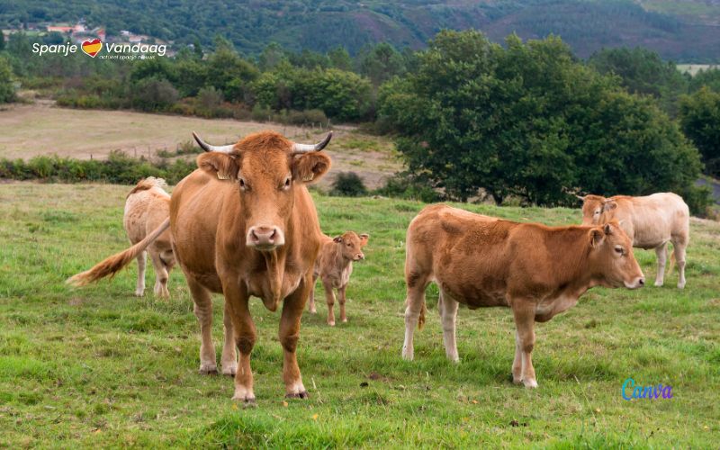 Galicië heeft tientallen dorpen met meer koeien dan mensen
