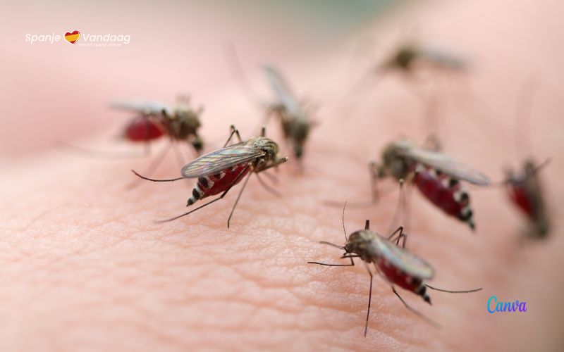Dit is wat de wetenschap zegt over waarom mensen wel of niet worden gebeten door muggen