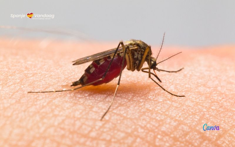 13 gemeenten in de provincie Sevilla hebben muggen die het Nijlvirus dragen