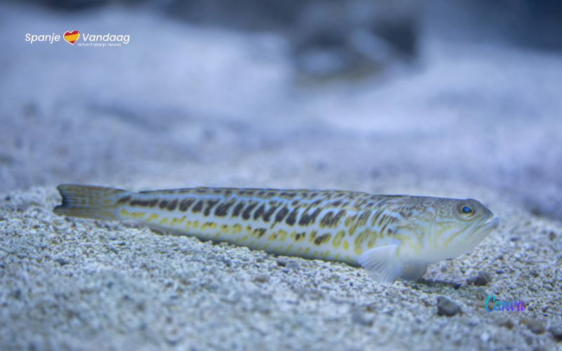 Opletten geblazen voor deze stekelige vis wanneer je over het strand wandelt in Spanje