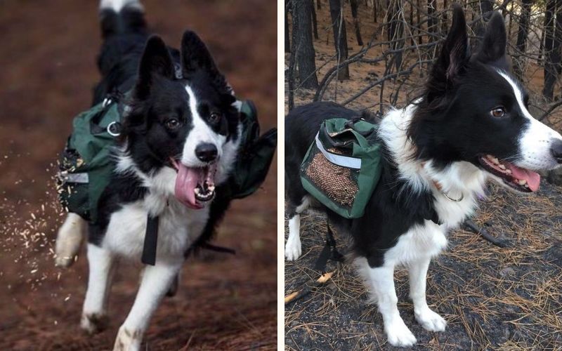 Goed idee voor de Spaanse natuur: honden met rugzakken verspreiden zaden