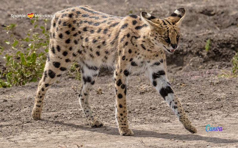 Tijgerkatten of servals ontsnapt in Nederland en de situatie in Spanje?