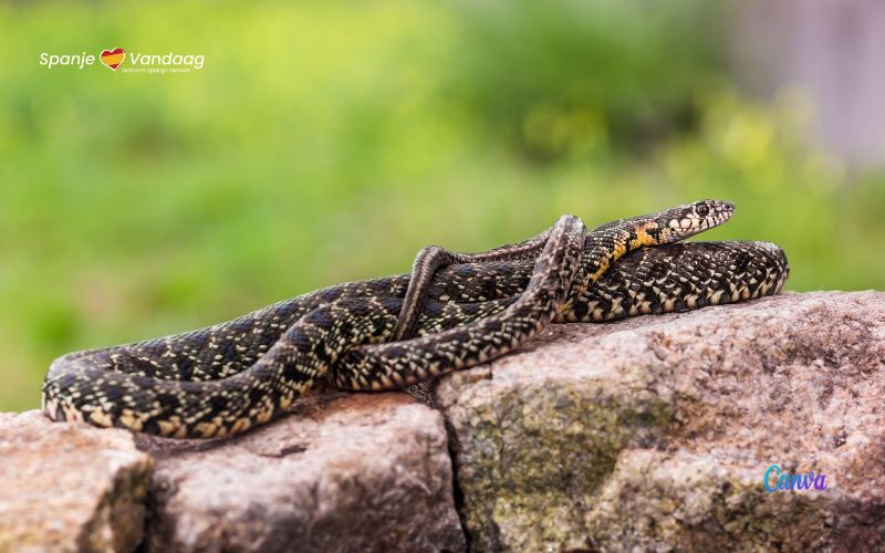 Bijna 2900 gevangen slangen op de Balearen eilanden in 2023