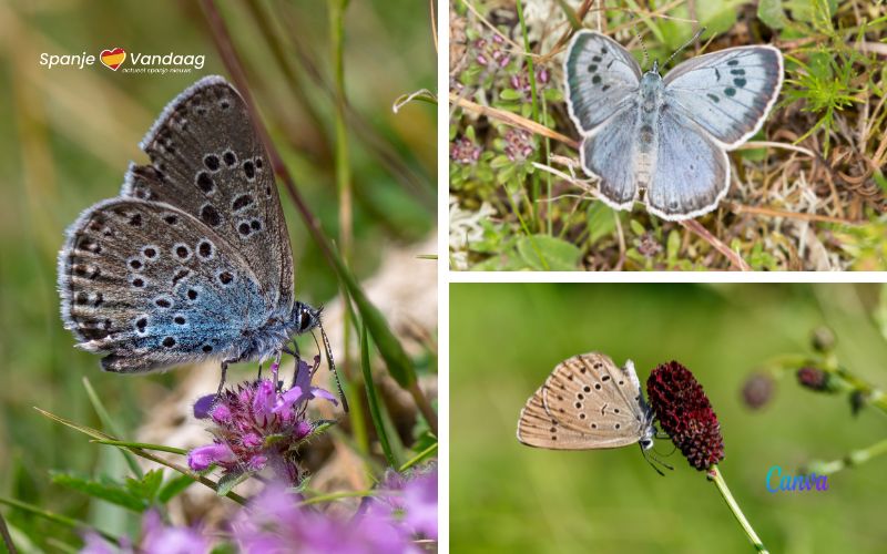 Dorp met tien inwoners beschermt de bijzondere tijmblauwtje vlinders in de Pyreneeën