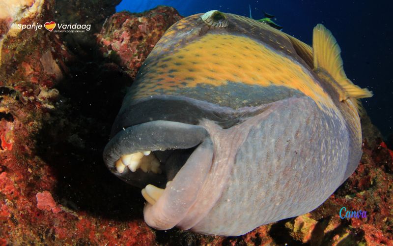 Deze vissen met een menselijk gebit zwemmen ook rond in de Middellandse Zee