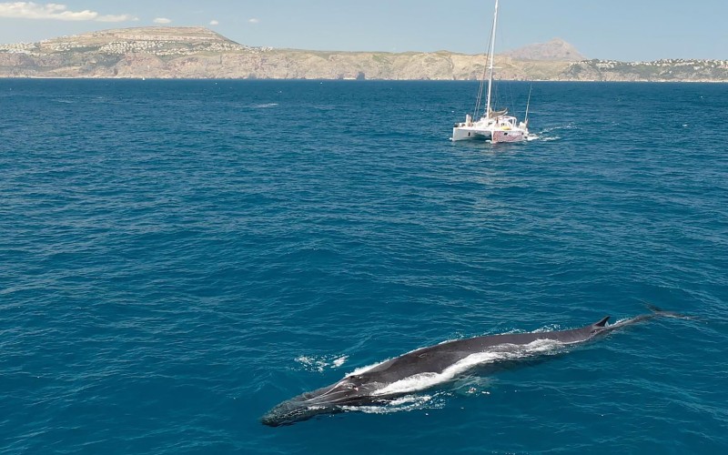 De kust van Dénia is een unieke plaats aan de Costa Blanca om walvissen te zien