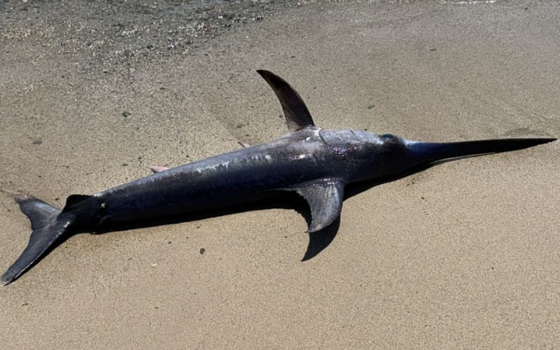 Strand van kustplaats Cambrils gesloten vanwege twee meter lange zwaardvis