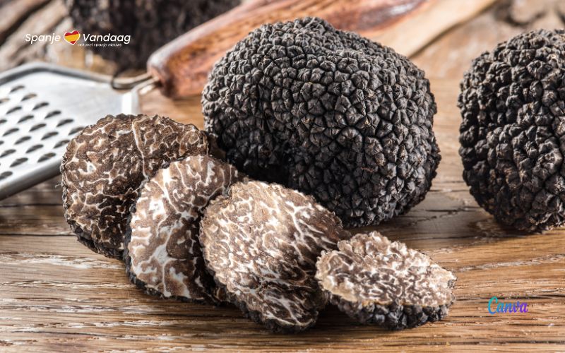 Spanje is de grootste zwarte truffels producent ter wereld geworden