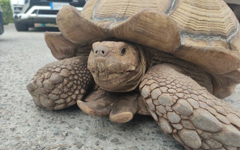 Hoe kwam deze reuzenschildpad in Madrid vijf kilometer van huis terecht?