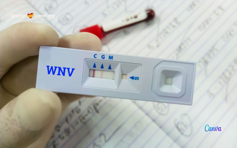 Negen gevallen van Westnijlvirus gevonden in dorpjes in Sevilla