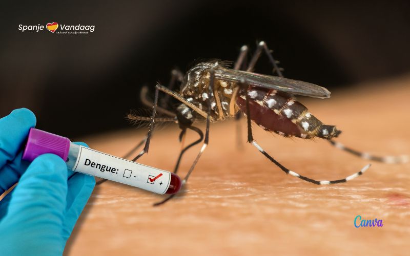 Uitbraak van door muggen verspreide dengue-infectie aan de Costa Dorada