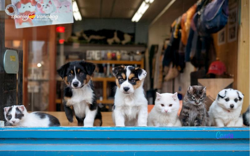 Verkoop van honden, katten en fretten in winkels verboden in Spanje