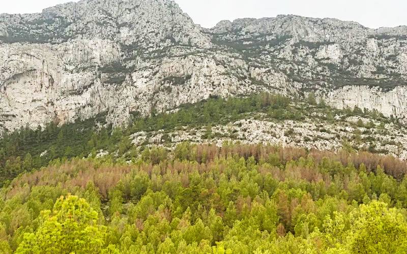 Natuurpark Montgó in de provincie Alicante sterft door aanhoudende droogte