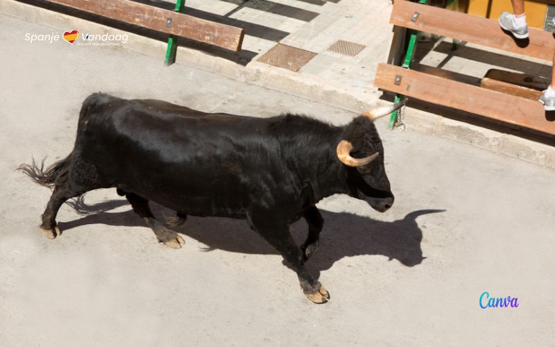 Un morto, diversi feriti e un toro colpito a colpi di arma da fuoco durante una festa paesana a Toledo