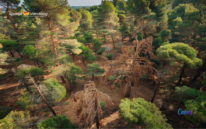 Gebrek aan regen en extreme hitte zorgen voor massale boomsterfte in Murcia