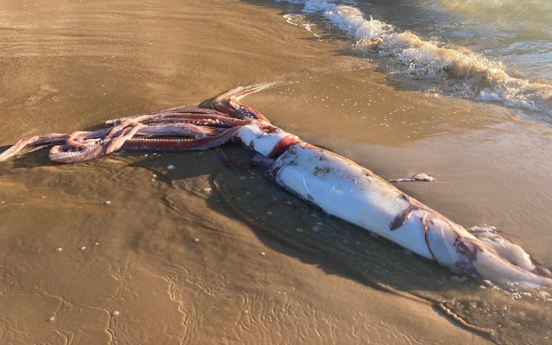 Een enorme en zeldzame inktvis is op een strand in Asturië aangetroffen