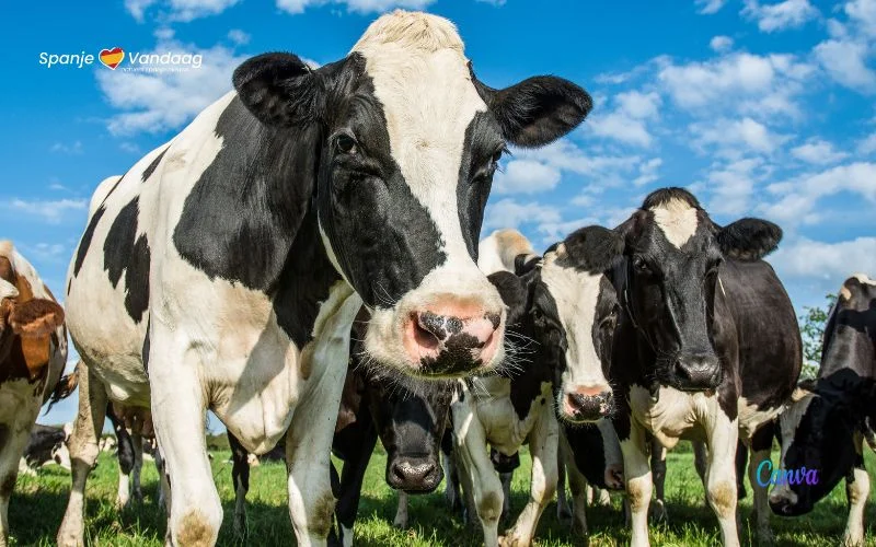 Dit zijn de 25 dorpen in Galicië met de meeste koeien