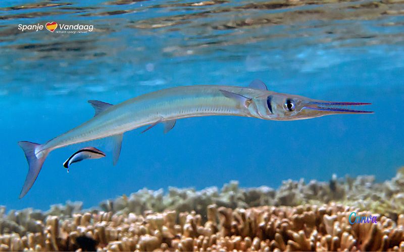 La morte di un surfista italiano e il pericolo delle aguglie nel Mediterraneo