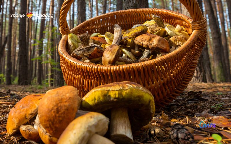 De herfst is in Spanje de tijd van het paddenstoelen plukken