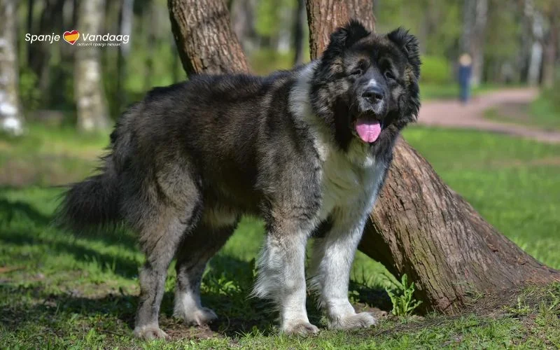 Hond die een man dodelijk verwonde na maanden zoeken gevonden