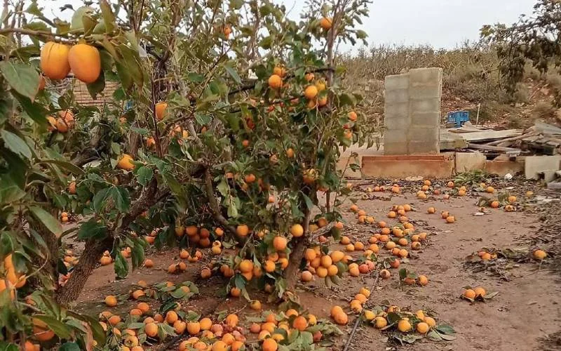 60 procent kaki en 10 procent citrus oogst vernietigd door de DANA in Valencia