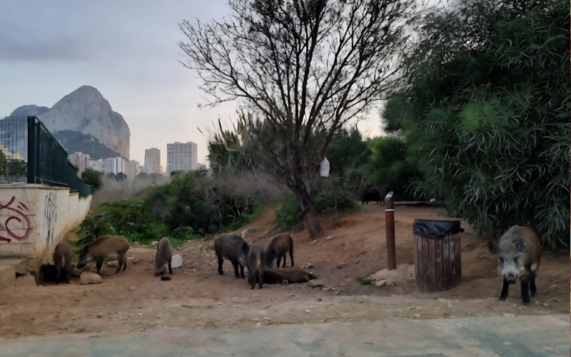 Wilde zwijnen in Calpe worden onverwachte toeristische attractie in “Piggy Alley”